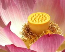 Những cánh hoa trí tuệ - Phần 20