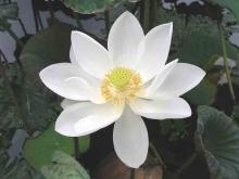 Hiện Tượng Tôn Giáo Mới