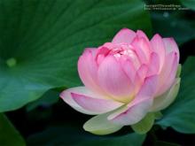 Những cánh hoa trí tuệ - Phần 01